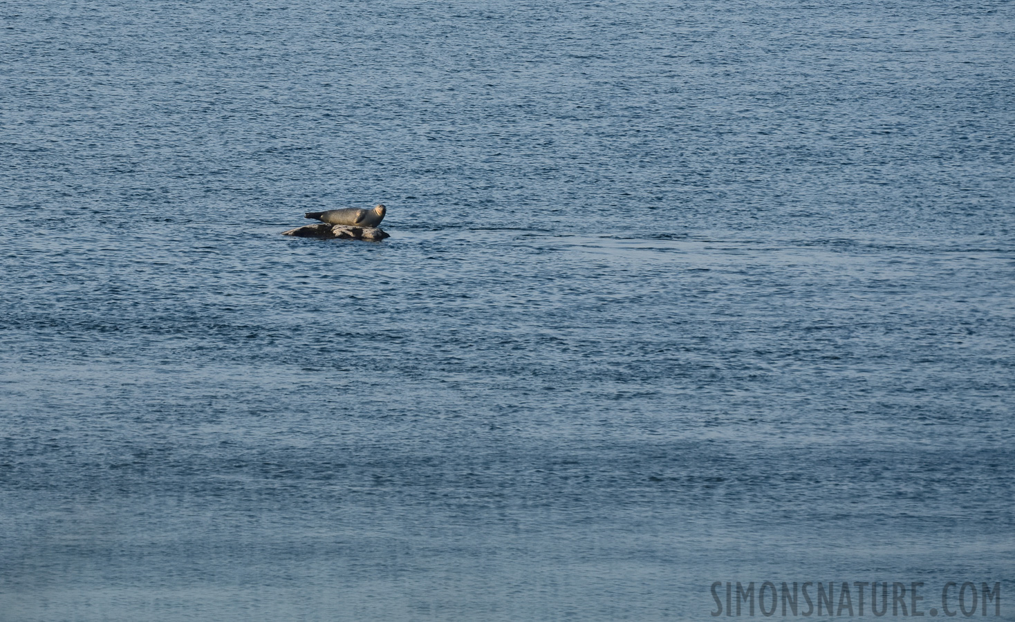 Phoca vitulina concolor [400 mm, 1/1600 sec at f / 8.0, ISO 1600]